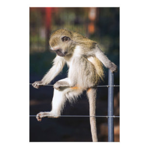 Monkey on Fence High Quality Print