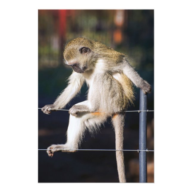 Monkey on Fence High Quality Print (Front)