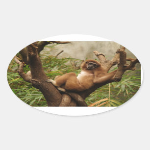 Monkey  Oval Sticker