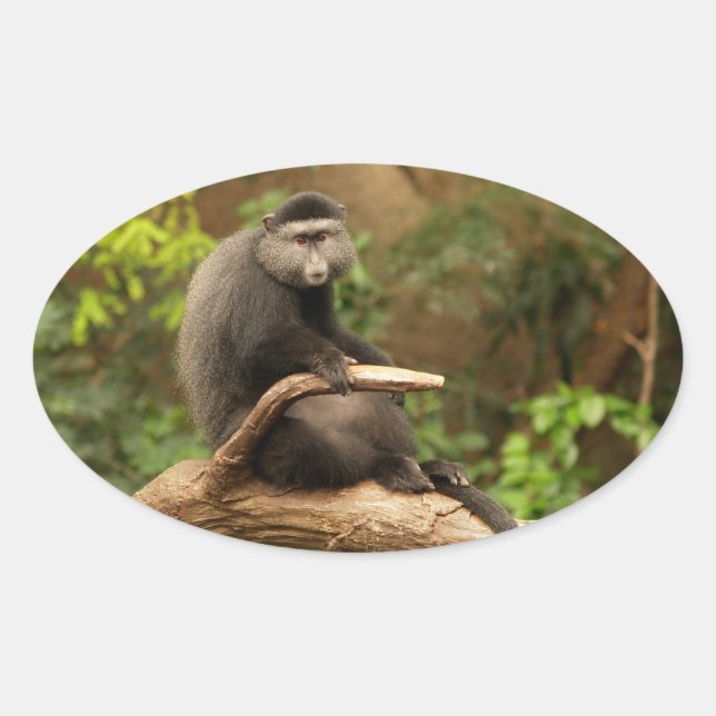 Monkey  Oval Sticker (Front)