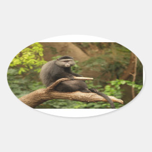 Monkey Oval Sticker