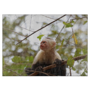 Monkey Photography, White Faced Capuchin Cutting Board