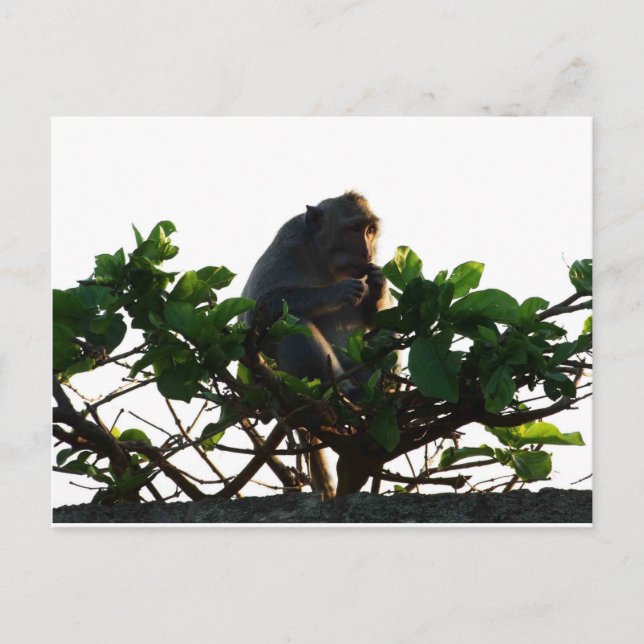 Monkey Postcard (Front)