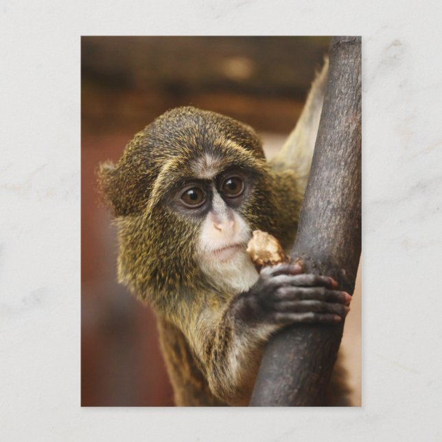 Monkey Postcard (Front)