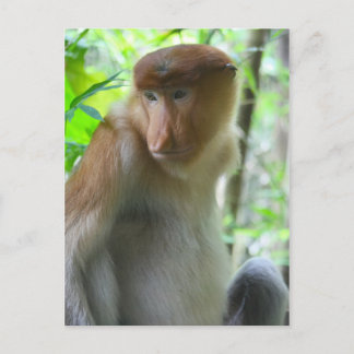 Monkey Postcard