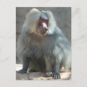 Monkey Postcard