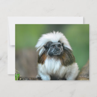 Monkey Postcard