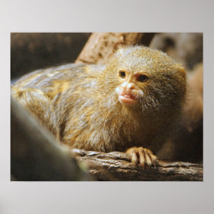 Monkey Poster