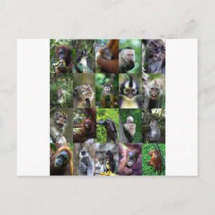 Monkey primate montage postcard