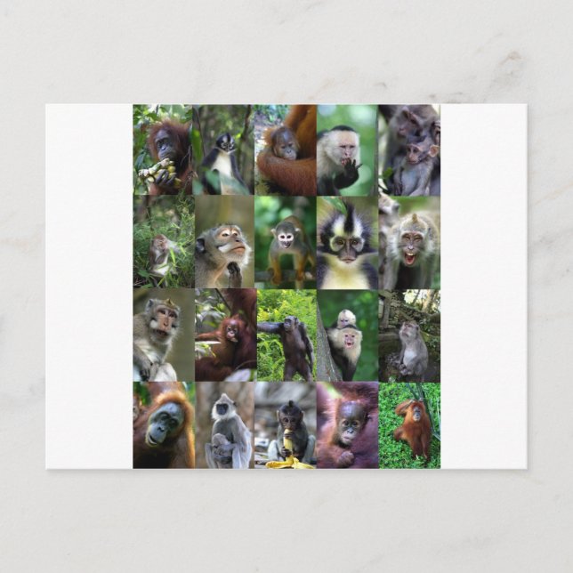 Monkey primate montage postcard (Front)