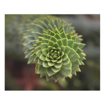 Monkey Puzzle Branch Faux Wrapped Canvas Medium