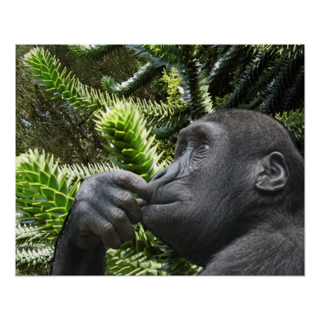 Monkey Puzzle. Poster (Front)
