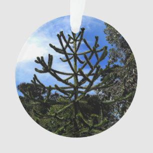 Monkey Puzzle Tree #1 Ornament
