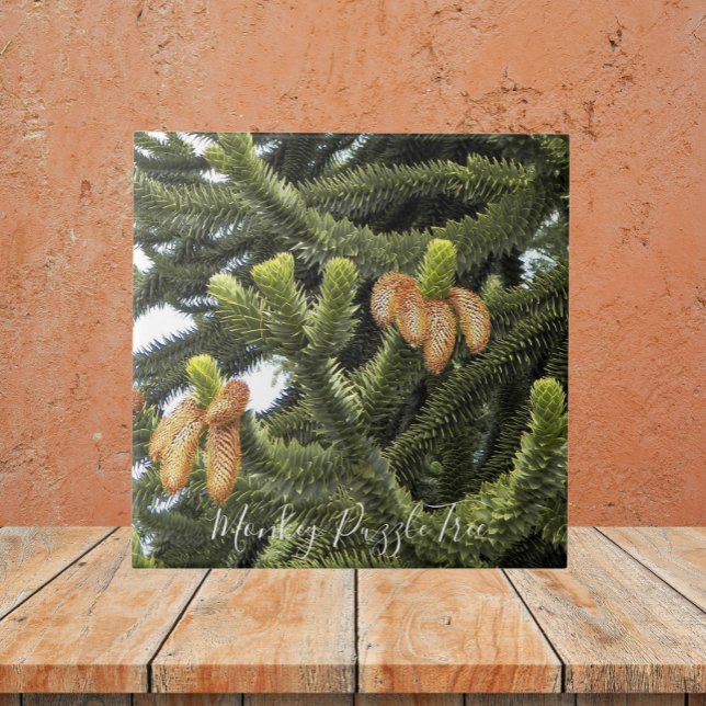 Monkey Puzzle Tree Botanical Ceramic Tile (In Situ)