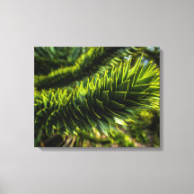 Monkey Puzzle Tree - Tree Photography