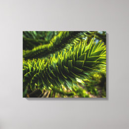 Monkey Puzzle Tree - Tree Photography Canvas Print