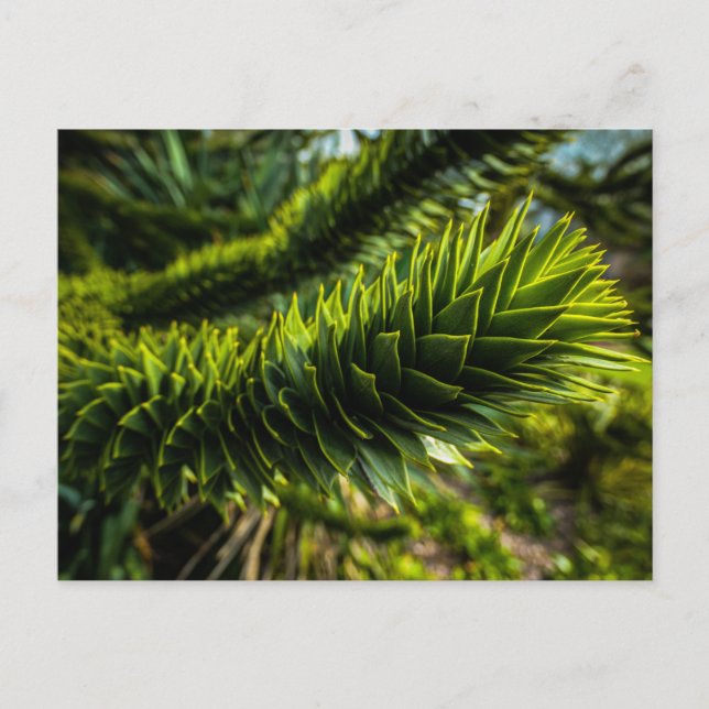 Monkey Puzzle Tree - Tree Photography Postcard (Front)