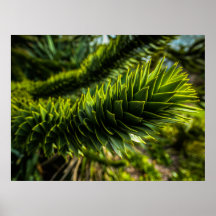Monkey Puzzle Tree - Tree Photography