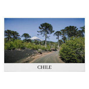 Monkey puzzle trees near volcano in chile poster