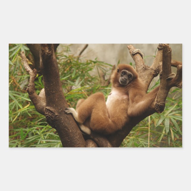 Monkey Rectangle Sticker (Front)