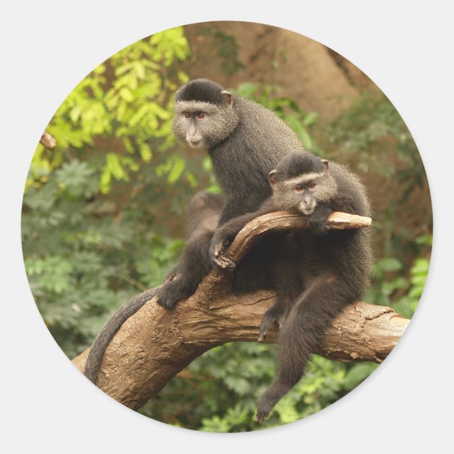 Monkey  Round Sticker (Front)