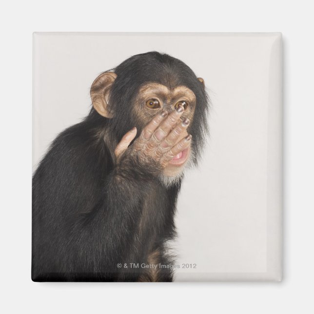 Monkey rubbing its face magnet (Front)