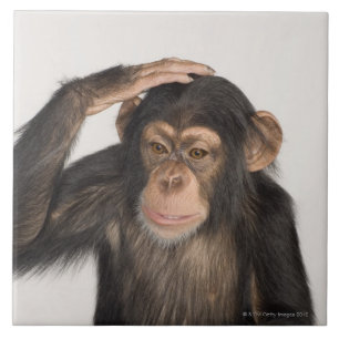 Monkey scratching its head ceramic tile