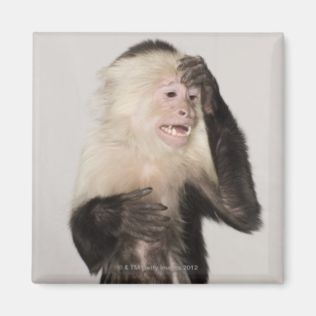 Monkey scratching itself magnet (Front)
