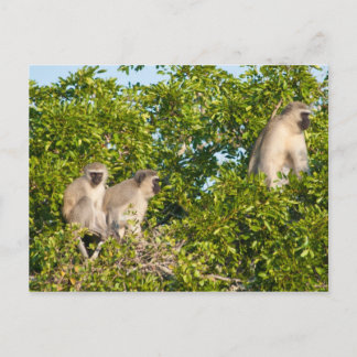Monkey See Postcard