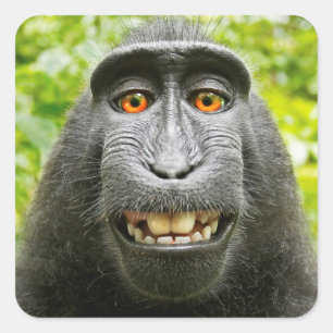 Monkey Selfie Square Sticker