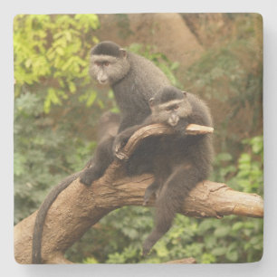 Monkey Square coaster