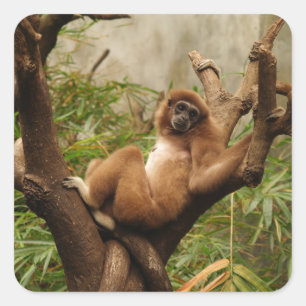Monkey  Square Sticker