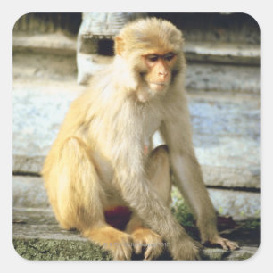 Monkey Square Sticker