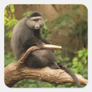 Monkey Square Sticker