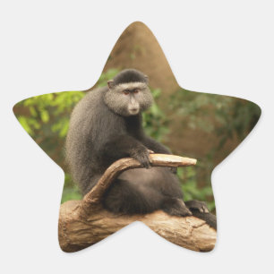 Monkey  Star Sticker