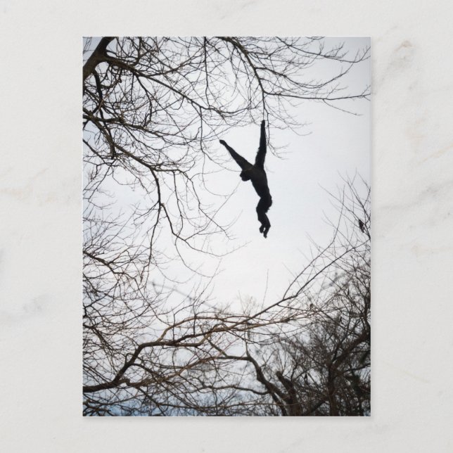 Monkey Swinging Postcard (Front)