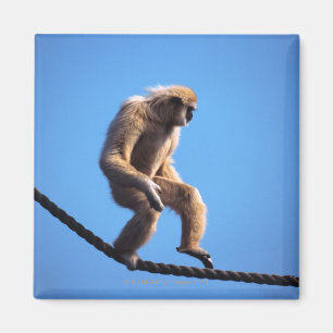 monkey walking on rope magnet