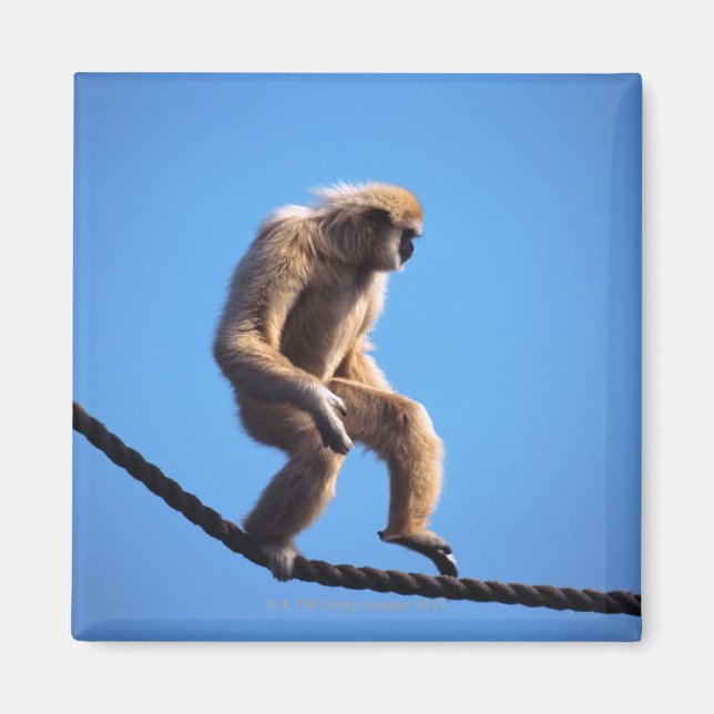 monkey walking on rope magnet (Front)