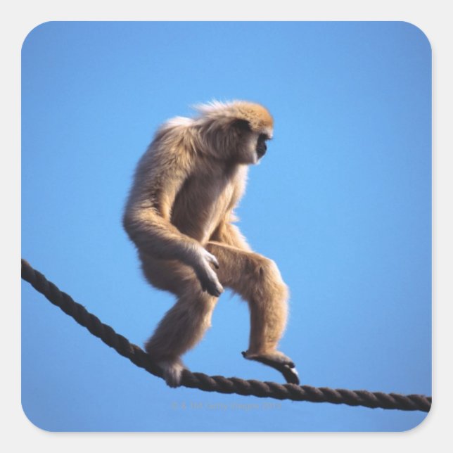 monkey walking on rope square sticker (Front)