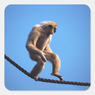 monkey walking on rope square sticker