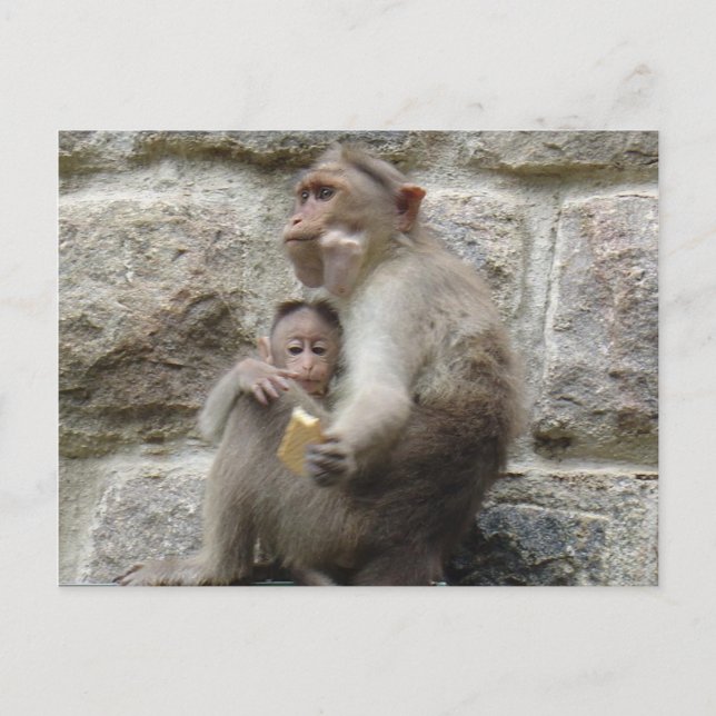 Monkey wants a cookie postcard (Front)
