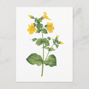 monkeyflower(Mimulus sp.) by Redouté Postcard