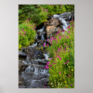 Monkeyflowers Along Lunch Creek In Glacier Poster