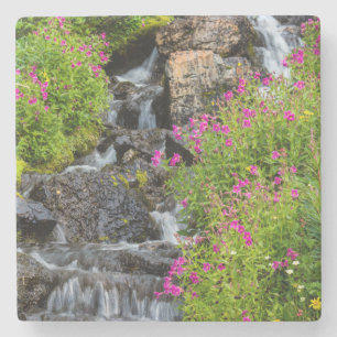 Monkeyflowers Along Lunch Creek In Glacier Stone Coaster
