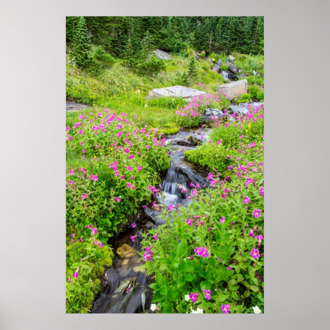 Monkeyflowers Along Lunch Creek Poster (Front)