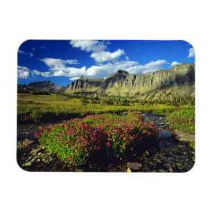 Monkeyflowers at Logan Pass in Glacier National Magnet