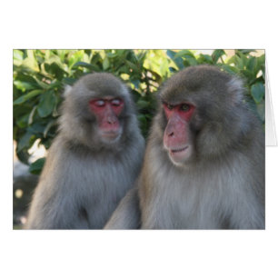 monkeys