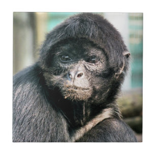 MONKEYS CERAMIC TILE