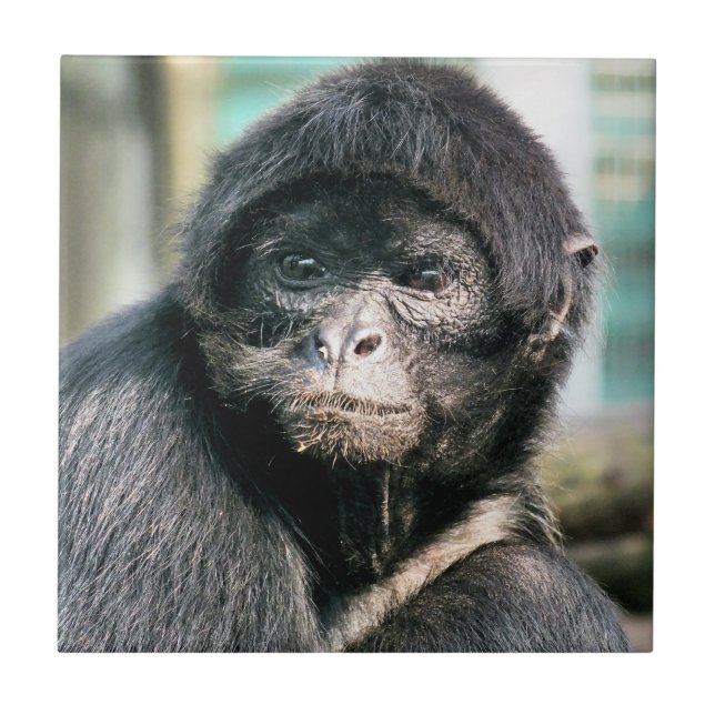 MONKEYS CERAMIC TILE (Front)