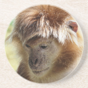 MONKEYS COASTER